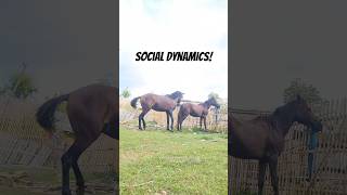 Social Dynamics of Stallions and Mares in Managed Environments🐴 #shorts