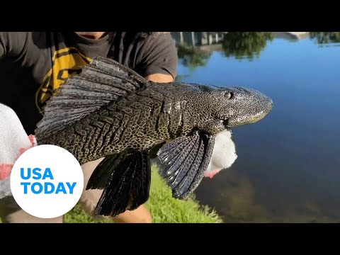 Florida dad uses his socks to catch a prehistoric-looking fish | USA TODAY