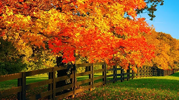 🌿Beautiful Relaxing Music, Peaceful Soothing music "September Autumn Leaves" in 4k by Tim Janis