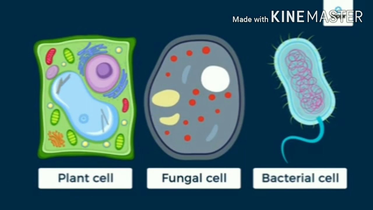 Lesson - cell sructure and functions (part 3) - YouTube