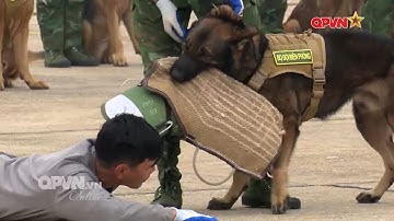 Bí mật sau những màn trình diễn của lực lượng Quân khuyển tại Lễ khai mạc Triển lãm Quốc phòng 2024