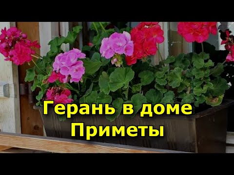 Герань в доме. Приметы связанные с геранью.