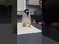 Gentoo penguin