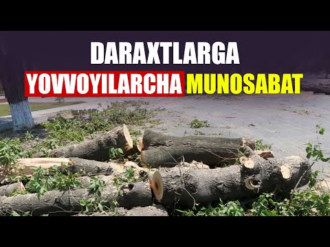 Video: Dovulda daraxtlar qanday himoyalangan?