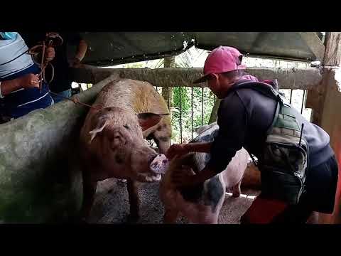 Paglalandi ng Inahing Baboy at ng Barako // MATING | Cris Melliza