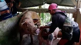 Paglalandi ng Inahing Baboy at ng Barako // MATING | Cris Melliza