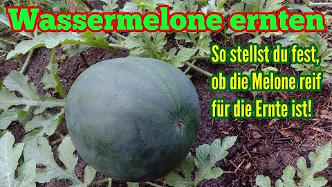 Sind Wassermelonen Selbstbefruchter?