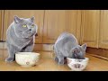 British Shorthair Cats - Who Is Stealing  My Food?