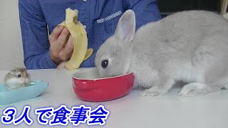 今後の活動について３人（飼い主、子ウサギ、ハムちゃん）で話し合った