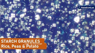 Starch granules in Food  | Potato Starch under the microscope | Rice Starch