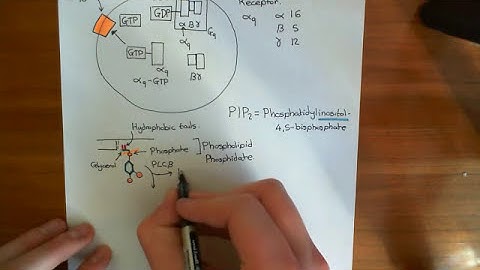 The Mitochondria and Calcium Signalling Part 1