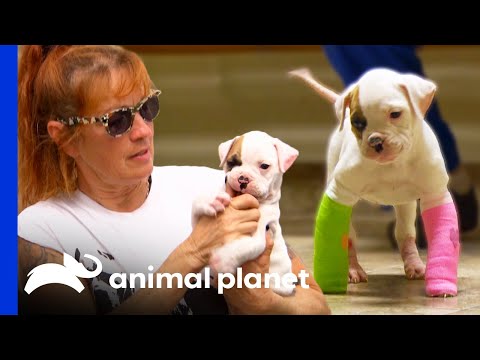 Adorable Rescue Puppy Relearns How to Walk | Pit Bulls & Parolees