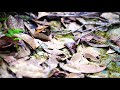 アカハライモリ　Red-bellied newt　沖縄