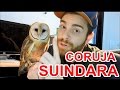 Papo de Biólogo: Coruja Suindara!