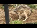 穴掘りシン@秋田市大森山動物園シンリンオオカミ の動画、YouTube動画。