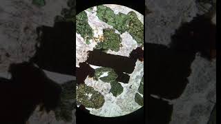 2162-2 | Biotite  (PPL)