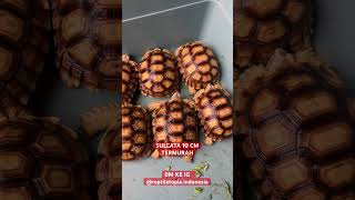 OBRAL SULCATA TERMURAH