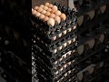 Inside an Industrial Egg Farm: What Does Large-Scale Poultry Production Look Like?