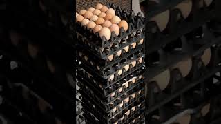 Inside an Industrial Egg Farm: What Does Large-Scale Poultry Production Look Like?