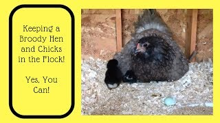 Keeping a Broody Hen and Chicks in the Flock  Yes, You Can!