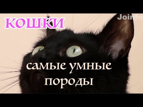 Топ-8 пород кошек самые умные и сообразительные