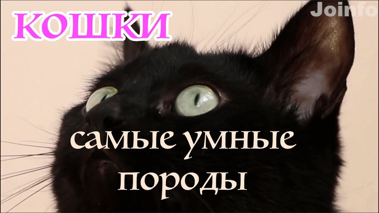 Кошка Фото Умных Пород