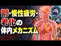 【保存版】鬱・慢性疲労・廊下の体内メカニズム
