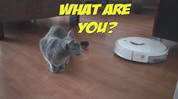 Cat vs Robot Vacuum |  Xiaomi Roborock S5 Max