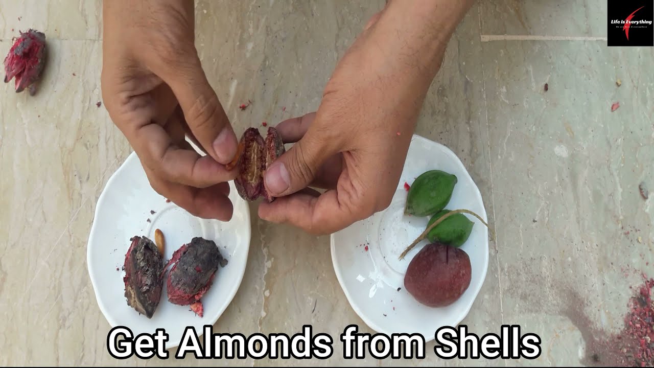 How a Indian Almonds Tree & Fruits! YouTube
