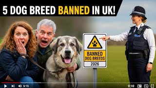 Uk Dangerous Dog Laws 2026 Explained Banned Dog Breeds List Owner Rules