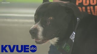 Austin FC's Honorary Mascots Will Be APA! Dogs Up For Adoption | KVUE Austin FC's Honorary Mascots Will Be APA! Dogs Up For Adoption | KVUE