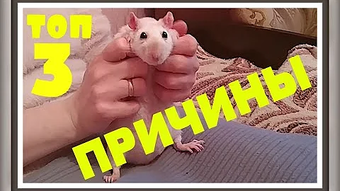 ПОЧЕМУ КРЫСЫ СТУЧАТ СКРИПЯТ ЗУБАМИ Скрежет зубами ДОМАШНИЕ ДЕКОРАТИВНЫЕ КРЫСЫ ВИДЕО Крысы содержание