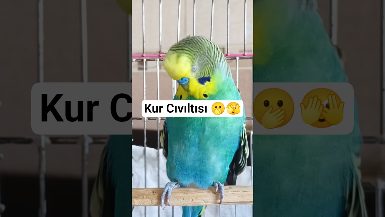Cıvıldama #birds #budgies #talkingparot #parakeet #cute #parrot #vogel #love #funny #pets
