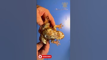 Why This Resin Frog Will Blow Your Mind #resin #resin