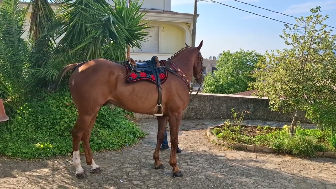 orgosolo , 15 agosto 2025 