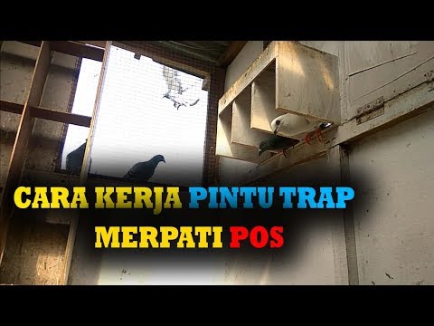 CARA KERJA PINTU  TRAP  MERPATI  POS  RACING PIGEON TRAP  