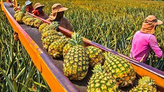 Pineapple Juice Making Process | Modern Pineapple Harvesting Technology | How Pineapple Juice's Made