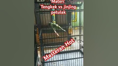 Cucak hijau Ketan item Jr. Masteran Hot Tengkek vs jinjing petulak #cucakijo #kicaumania #masteran