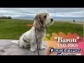 1-Year-Old Petit Basset Griffon Vendeen "Baron" | Bay Area Dog Training