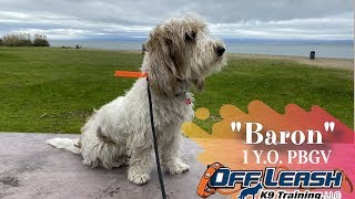 1YearOld Petit Basset Griffon Vendeen 'Baron' | Bay Area Dog Training
