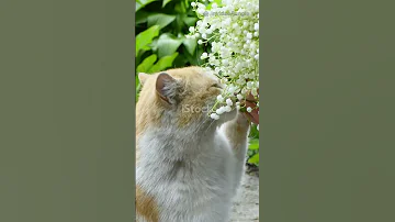 احذر نباتات سامة في بيتك 