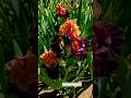 IRIS PLANT #gardenplants #ytshorts #shortsyoutube #flowe #flowers #springdiaries #bunga