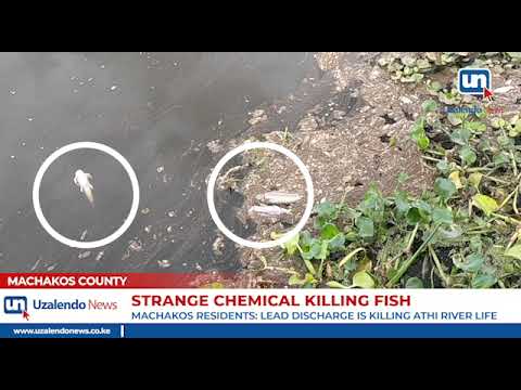 Strange Chemical From Nairobi Killing fish in Machakos