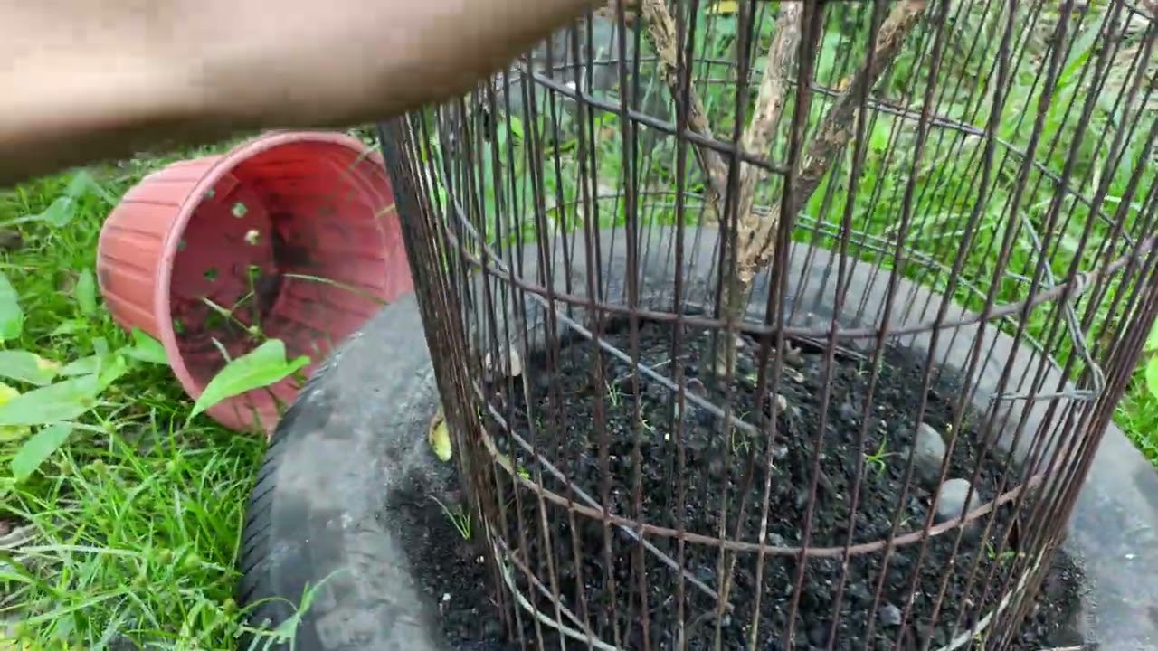 Ngày Noel Tham vườn cây Ăn Trái mà em yêu thích 2025