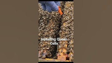 Grafting and installing Queen cells. #beekeeping #beehive #honeybee #honey