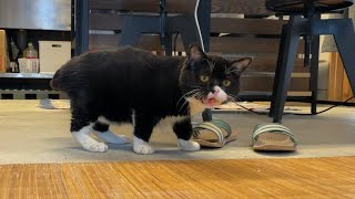 ネコばなれした狩りで飼い主をざわつかせるもんた