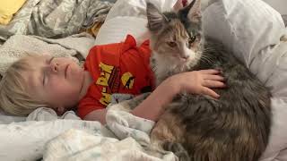 Maine coons love kids by Maine Coons and Vlad  257 views 2 years ago 1 minute, 5 seconds