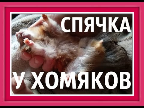 ВПАДАЮТ ЛИ ХОМЯКИ В СПЯЧКУ Hibernating hamsters ХОМЯК ВПАЛ В СПЯЧКУ Оцепенение хомяков