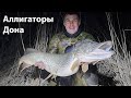 Аллигаторы Дона #1 весенняя подводная охота на щук 2021 март. spearfishing 2021 russia pike