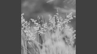 Spacious Moods for Deep Focus